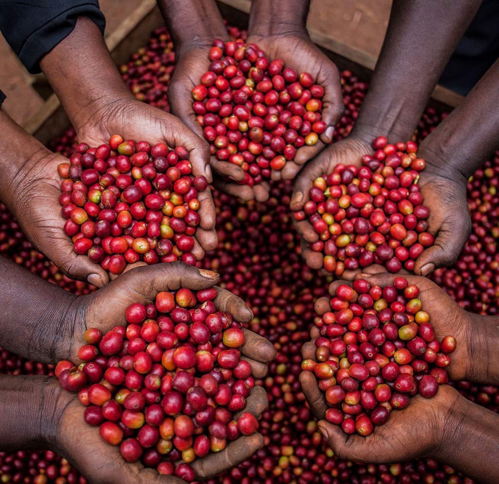 Can coffee eradicate poverty in the Acholi region of northern Uganda?