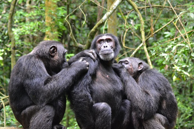 Mountain gorilla, chimpanzee census kicks off