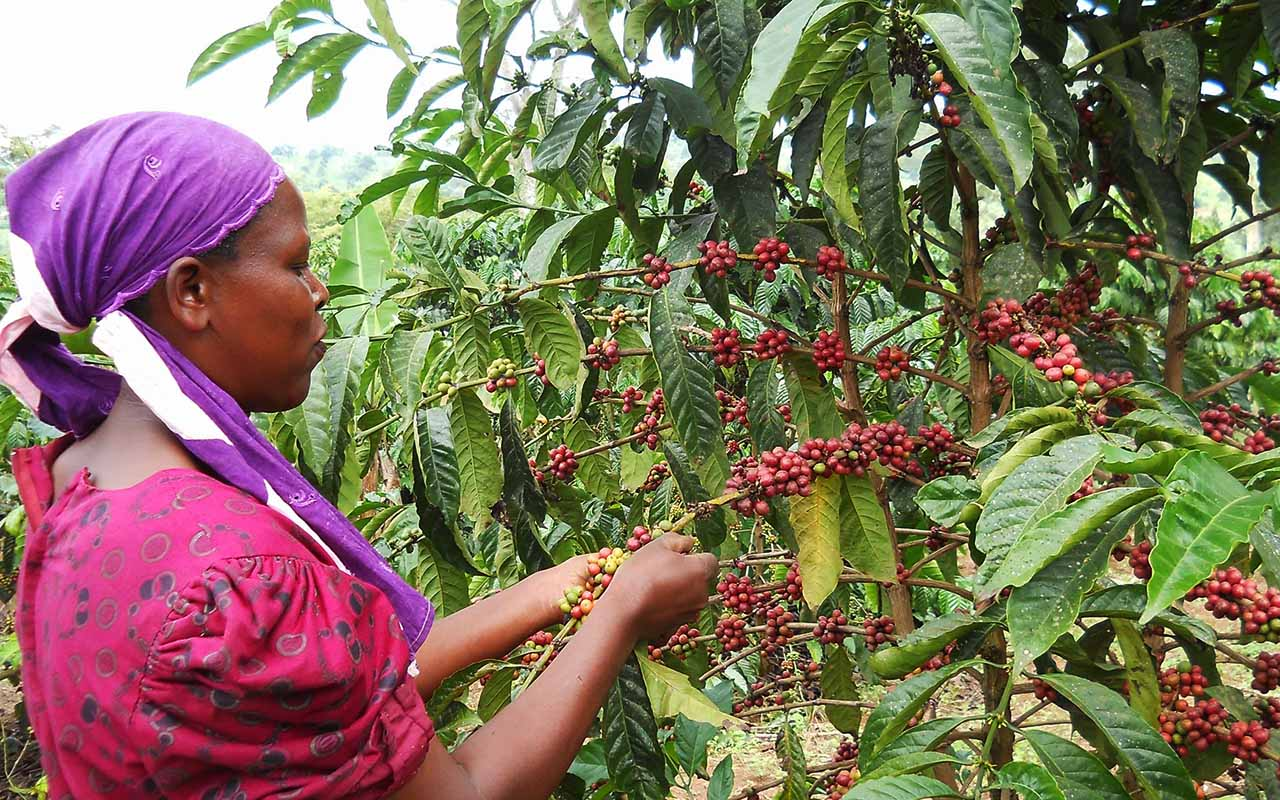 Coffee’s Shs10 trillion Vs Shs7 trillion oil cash puzzle
