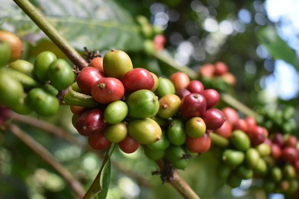 Coffee continues to do magic for Uganda’s trade balance