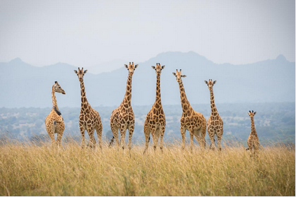 Uganda Allocates Shs 430bn to Boost Tourism Sector